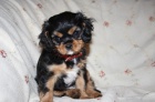 Kavalr King Charles Spaniel s PP