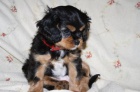 Kavalr King Charles Spaniel s PP