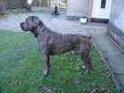 Cane Corso-kryc pes