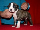 Amstaff s PP