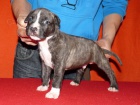 Amstaff s PP