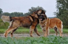 Leonberger s PP