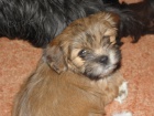 lhasa apso s PP