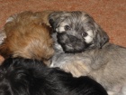 lhasa apso s PP