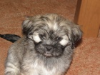 lhasa apso s PP