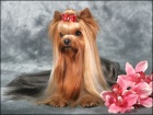 Men pejsek Yorkshire terrier s  Pp