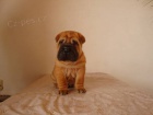 ARPEJ, Shar-pei