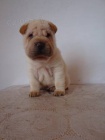 ARPEJ, Shar-pei