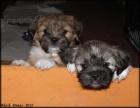 Lhasa apso s pp - feneky