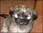 Lhasa apso s pp - feneky