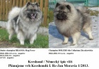 Keeshond / vl pic zadm tata s PP hlda