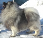 Keeshond / vl pic zadm tata s PP hlda