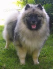 Keeshond / vl pic zadm tata s PP hlda