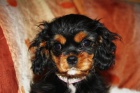 Kavalr King Charles Spaniel s PP