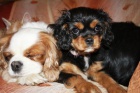 Kavalr King Charles Spaniel s PP