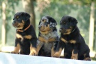 Beauceron - boseron - tn na prodej