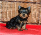 yorkshire terrier 