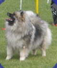 Keeshond / vl pic tata s PP