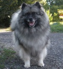 Keeshond / vl pic tata s PP