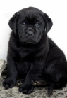 LABRADORS RETRIVR - tata  s PP