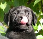 LABRADORS RETRIVR - tata  s PP