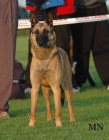 Belgickl ovk malinois