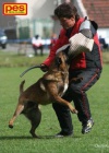 Belgickl ovk malinois