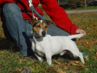 Jack Russel terir s PP - prodm tnata JRT s PP