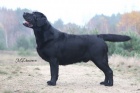 Labradorsk retriever s PP ern barvy