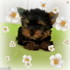 yorkshire terrier 