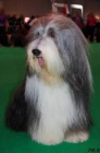 Bearded Collie