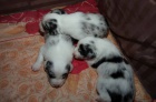 Prodm tnata Border kolie - blue merle