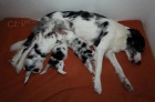 Prodm tnata Border kolie - blue merle