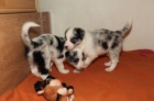 Prodm tnata Border kolie - blue merle