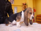 Basset ttka