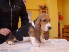 Basset ttka