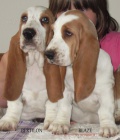 Bassethound