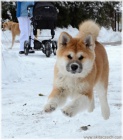 tn akita inu