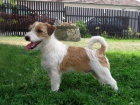 Jack Russell Terir 