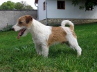 Jack Russell Terir 