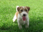 Jack Russell Terir 