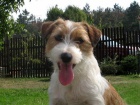 Jack Russell Terir 