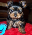 yorkshire terrier s PP 