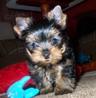 yorkshire terrier s PP 