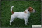 Jack Russell Terir -chovn pejsek