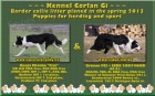 Border collie na prci a sport, zahranin kryt