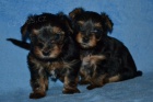 Yorkshire terrier s PP