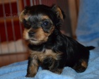 Yorkshire terrier s PP