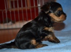 Yorkshire terrier s PP