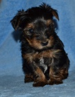 Yorkshire terrier s PP